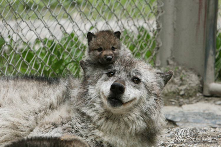 Northern Lights Wildlife Wolf Centre