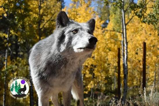 Colorado Wolf and Wildlife Center