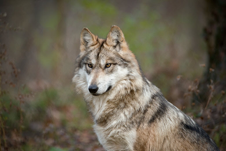 Endangered Wolf Center