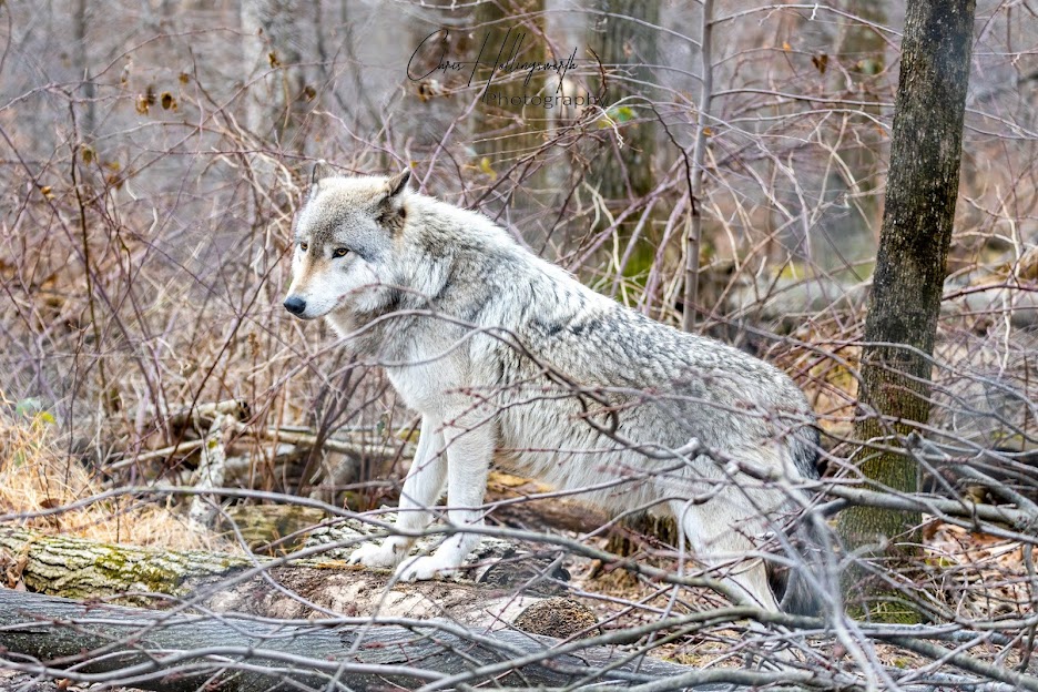Lakota Wolf Preserve
