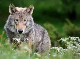 Pacific Wolf Coalition