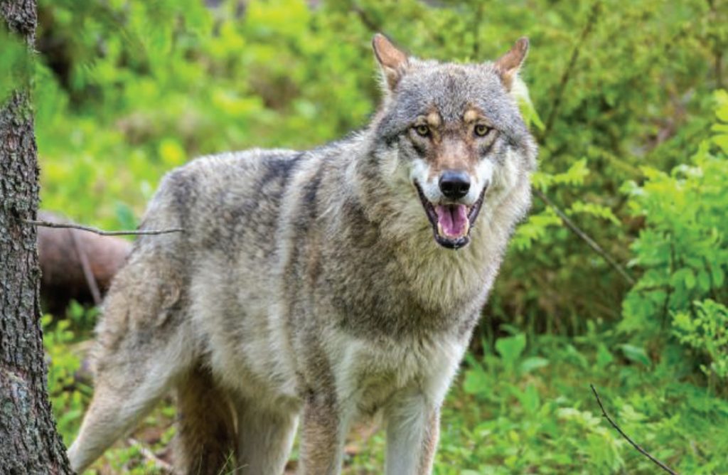 National Wolfwatcher Coalition