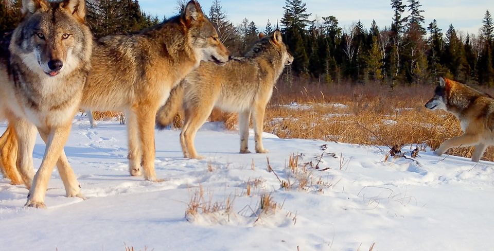 Voyageurs Wolf Project