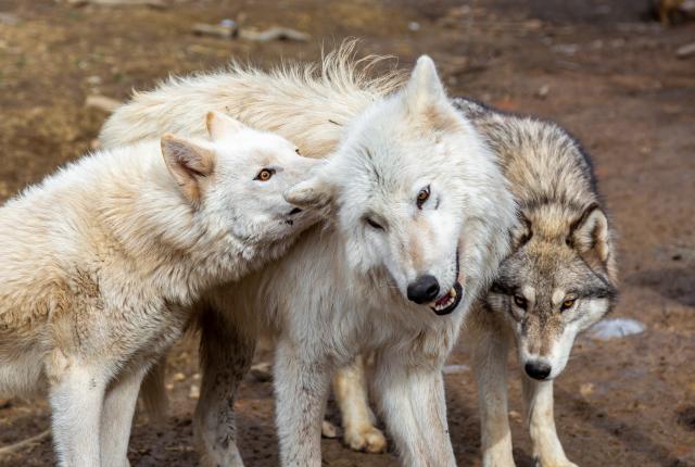 Wild Spirit Wolf Sanctuary