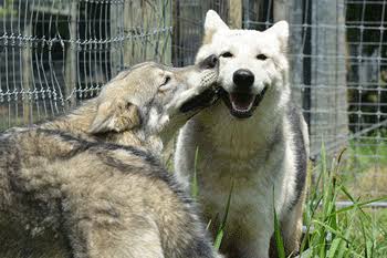 Wolf Sanctuary of PA