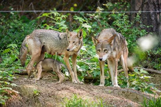 Red Wolf Coalition