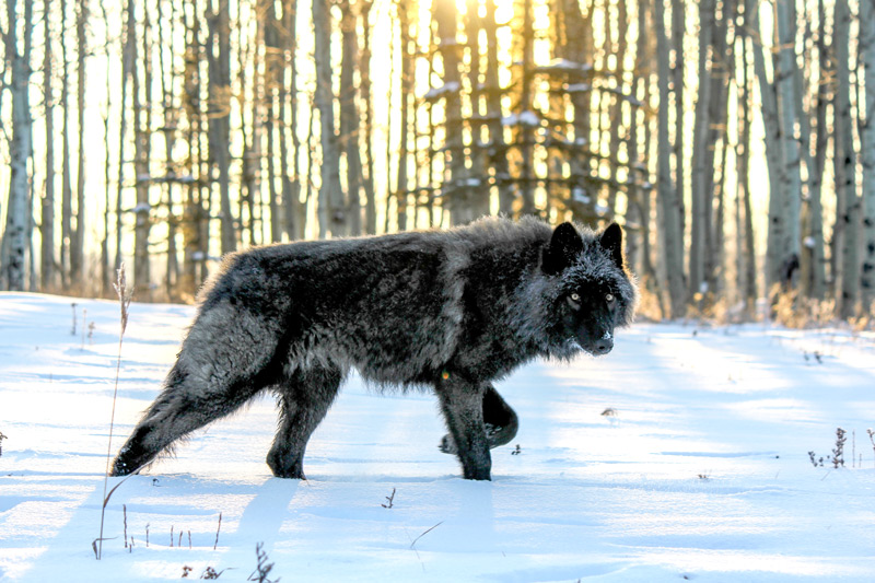 Yamnuska Wolfdog Sanctuary