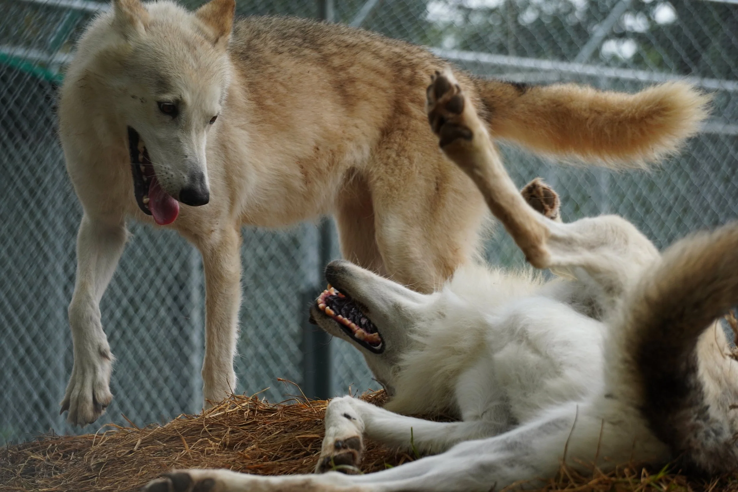 Saint Francis Wolf Sanctuary