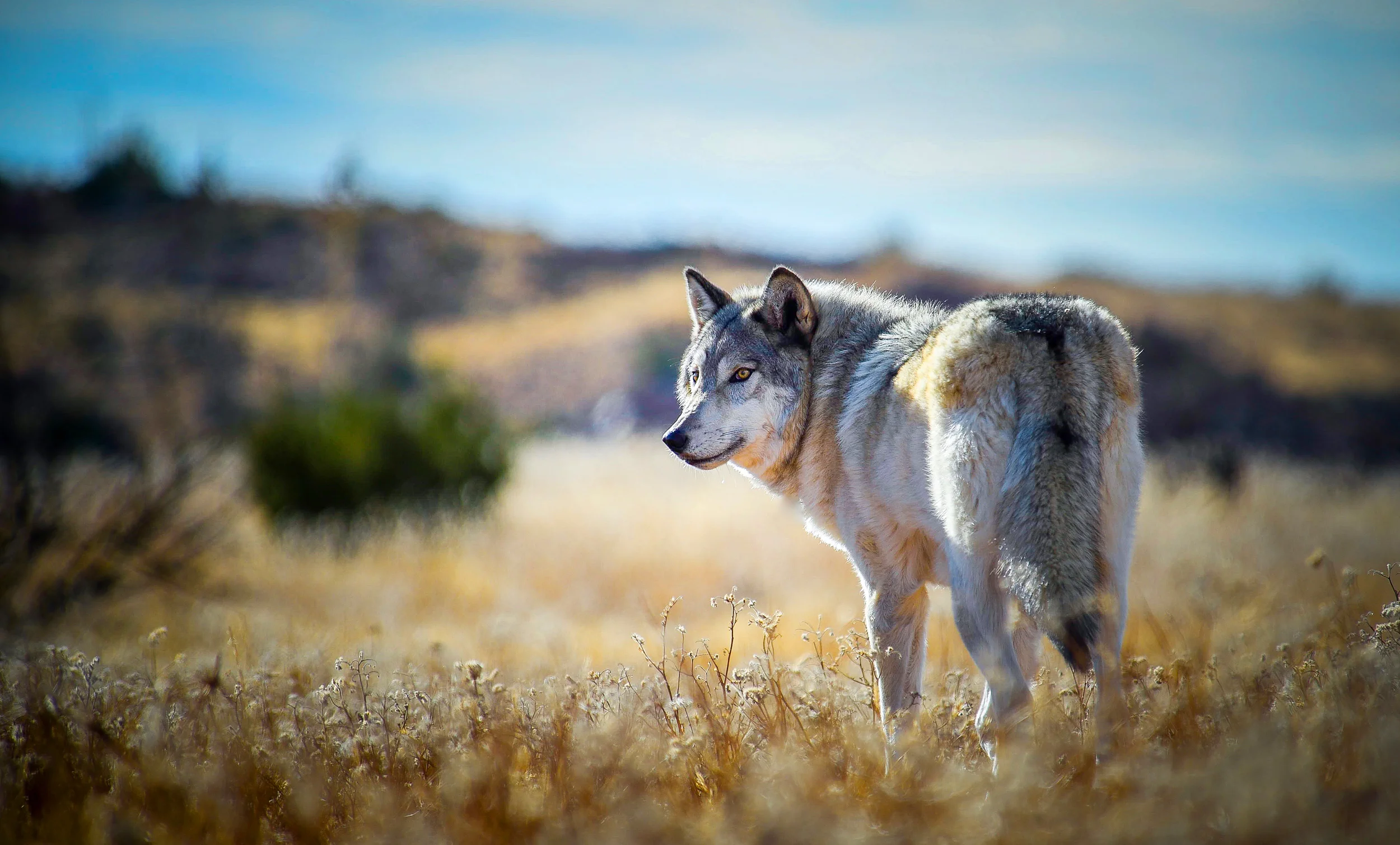 Apex Protection Project