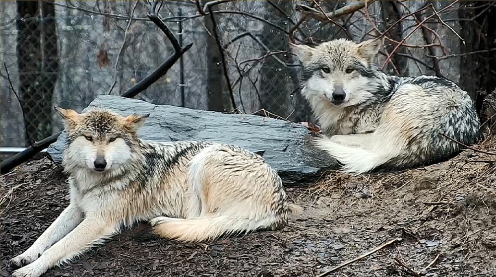 Wolf Conservation Center